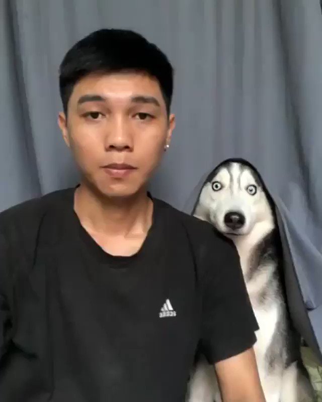 人類のおやつタイムを見つめるハスキーの目つきがヤバい件＜◎＞＜◎＞のサムネイル画像