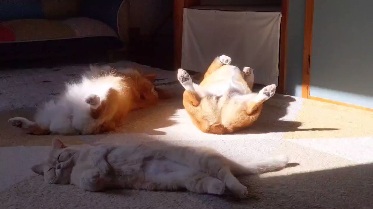 散歩に行く気は全くないようｗわんちゃんも猫ちゃんもお昼ねモードｗｗ