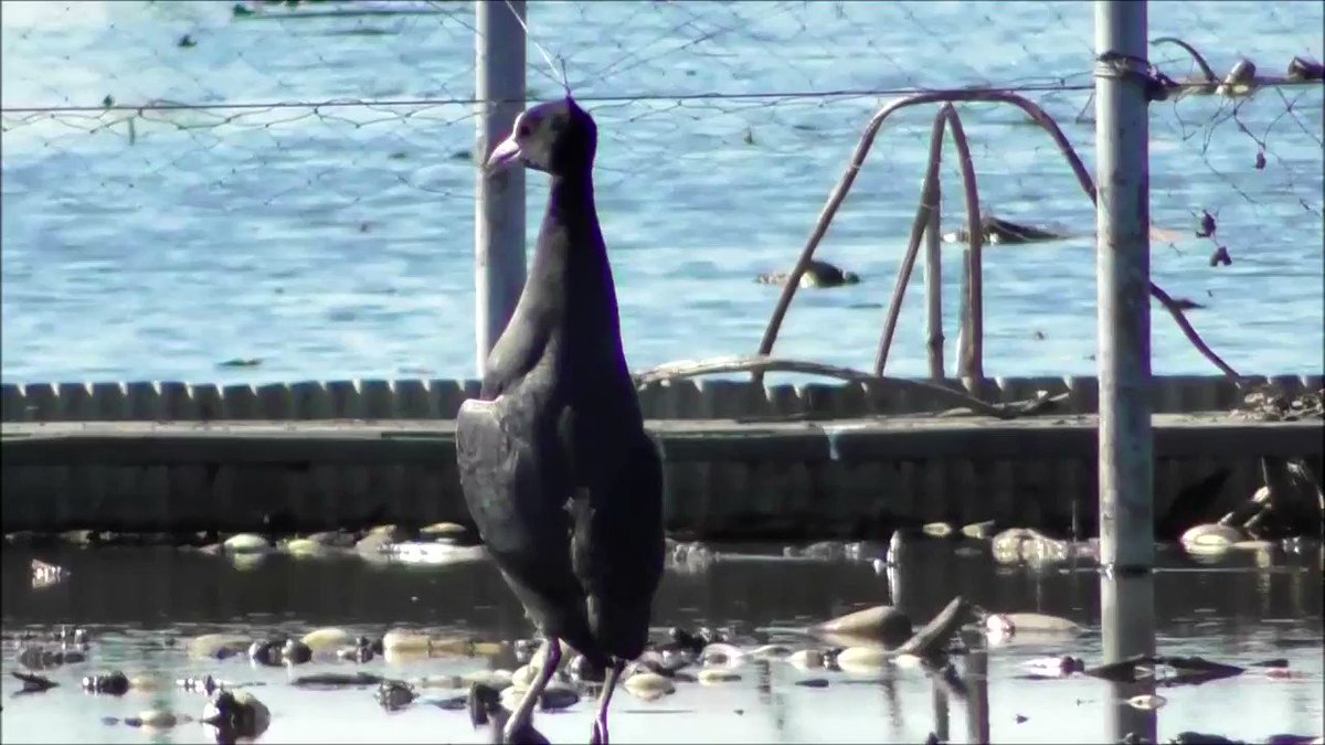 茨城県のレンコン田でかすみ網に酷似した 防鳥ネット が用いられており 2ヶ月で00羽が犠牲に Togetter