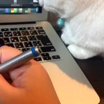 テレワークあるある!猫との闘いｗパソコンキーに手を置かれ・払うの繰り返しでなかなか先に進まない!