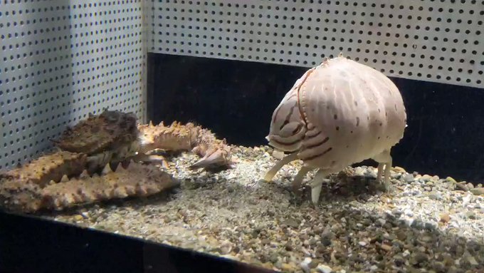 カニvs.カニの激しいバトル！とおもいきや実はラブラブ？のサムネイル画像