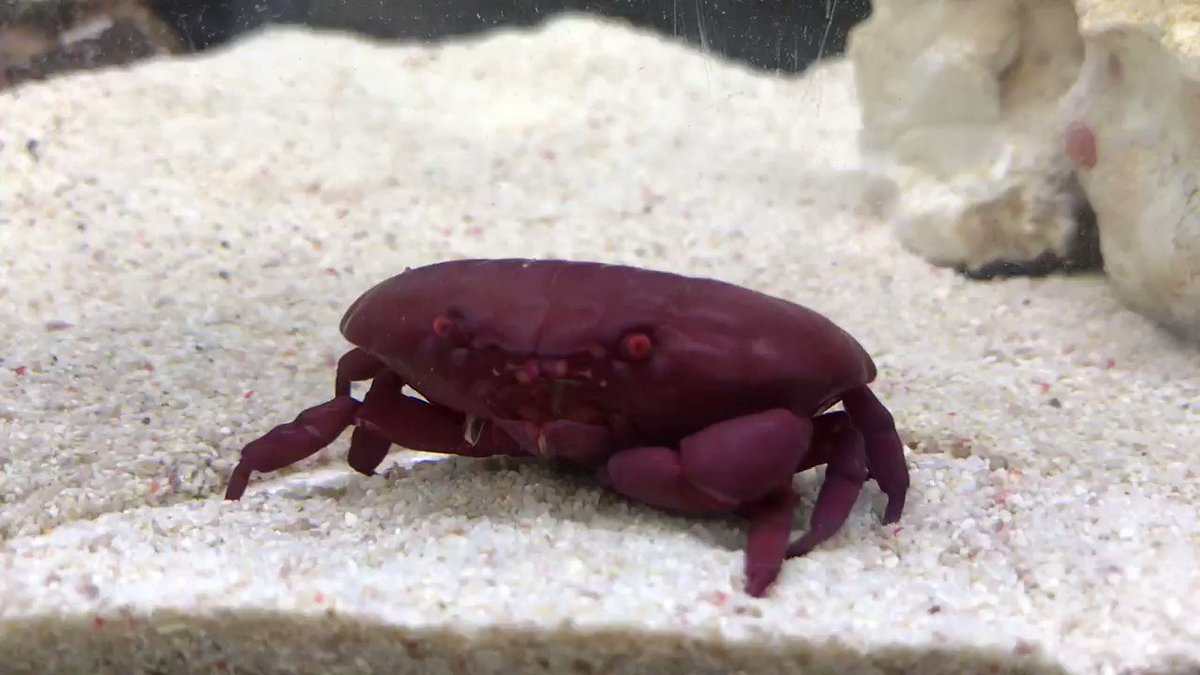 すさみ町立エビとカニの水族館 すさみ沖からやってきたよ ベニオウギガニさん 網にかかってハサミ脚が片方ないけどこの存在感 眼が怖いっす 笑 脱皮したらハサミ脚再生するかなぁ
