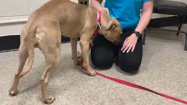 Keith Olbermann (@KeithOlbermann) on Twitter photo 2020-11-19 04:30:00 CINNAMON SPICE #96010 was adopted in June, then found tied to a pole! Shy, sweet, terrified, betrayed, she dies TOMORROW. Trying hard and beginning to warm to people, she needs training and rescue pledges via @TomJumboGrumbo PLEASE RT CINNAMON SPICE! facebook.com/mldsavingnycdo… CINNAMON SPICE #96010 was adopted in June, then found tied to a pole! Shy, sweet, terrified, betrayed, she dies TOMORROW. Trying hard and beginning to warm to people, she needs training and rescue pledges via @TomJumboGrumbo PLEASE RT CINNAMON SPICE! facebook.com/mldsavingnycdo…