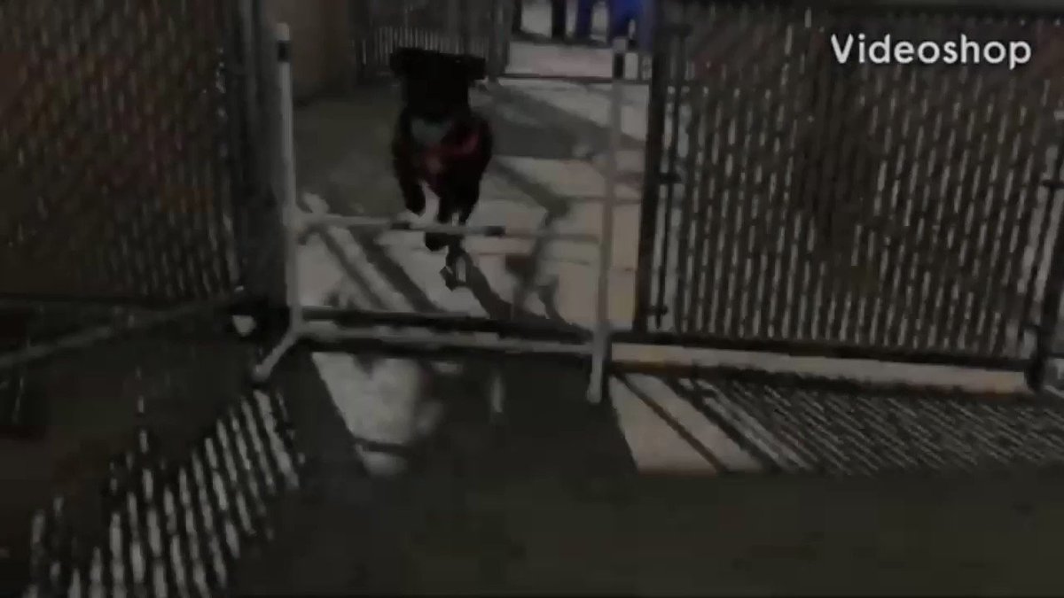 Keith Olbermann (@KeithOlbermann) on Twitter photo 2020-11-19 04:30:00 You saved Dexter. Now we have two more dogs to save, because @nycacc still exercises its self-appointed right to murder dogs rather than “warehouse” them at the pound. It’s insanity. And it can be defeated with pledges to defray a Rescue’s expenses, and RTs of their bios. Thanks! You saved Dexter. Now we have two more dogs to save, because @nycacc still exercises its self-appointed right to murder dogs rather than “warehouse” them at the pound. It’s insanity. And it can be defeated with pledges to defray a Rescue’s expenses, and RTs of their bios. Thanks!
