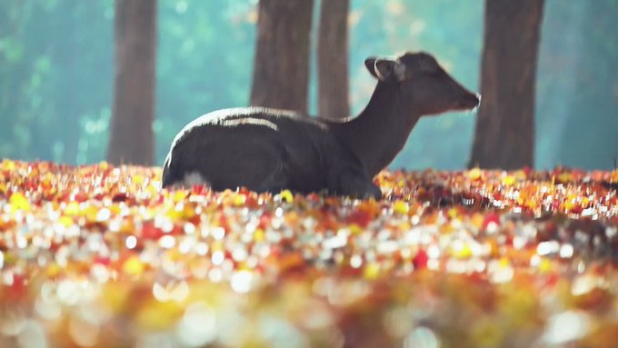 朝の森の澄んだ空気…鹿の吐息までかんじられる神秘的な映像が素晴らしいのサムネイル画像