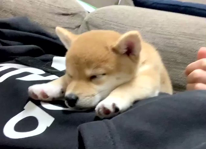 まるでスーパーマン！豆柴のきなこさんの寝相が可愛すぎるのサムネイル画像