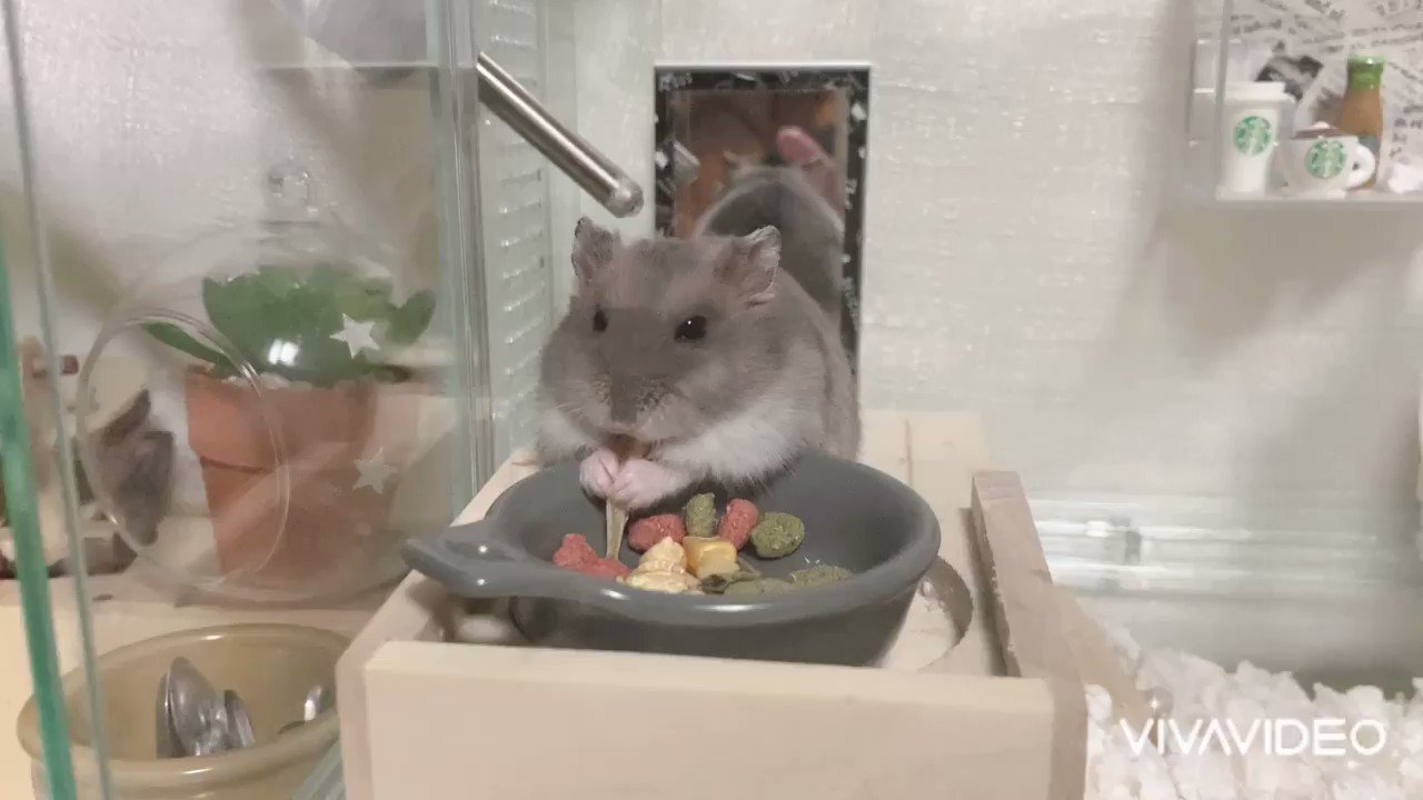 まるお ハムスター 眠くても食べるまるお セリアで餌入れのお皿も購入 丁度イイ めっちゃ可愛い ハムスター まるお 餌入れ セリア T Co Ga6vjncifq Twitter