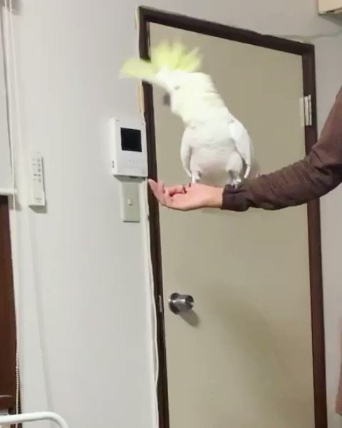 【ホンキバタン】暴れ獅子のごとく荒ぶるオウムのヘドバンが激しすぎる！のサムネイル画像