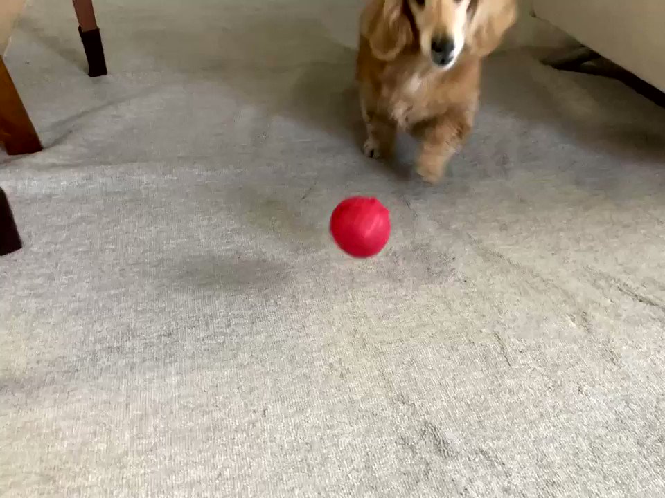 くろみつきなこ どうしても おやつがほしいっ ミニチュアダックス シニア犬 くろみつきなこ どうしても おやつがほしいっ ミニチュアダックス シニア犬