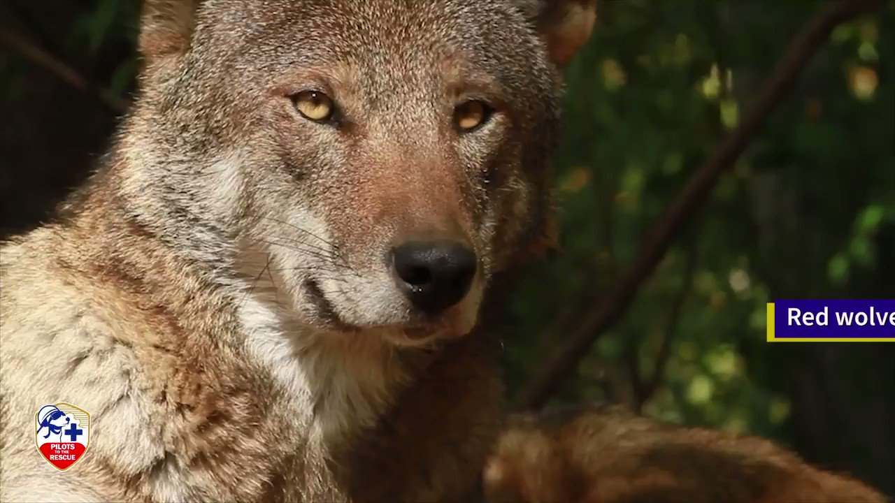 Wolf Conservation Center on Twitter: Wolf Conservation Center on Twitter: