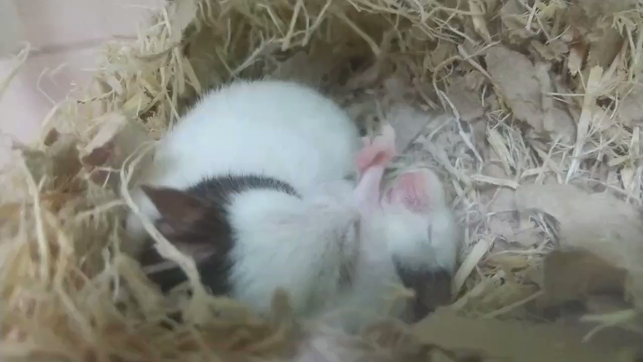 パンダマウスと小鳥に囲まれて Kinka Mofumofu Twitter