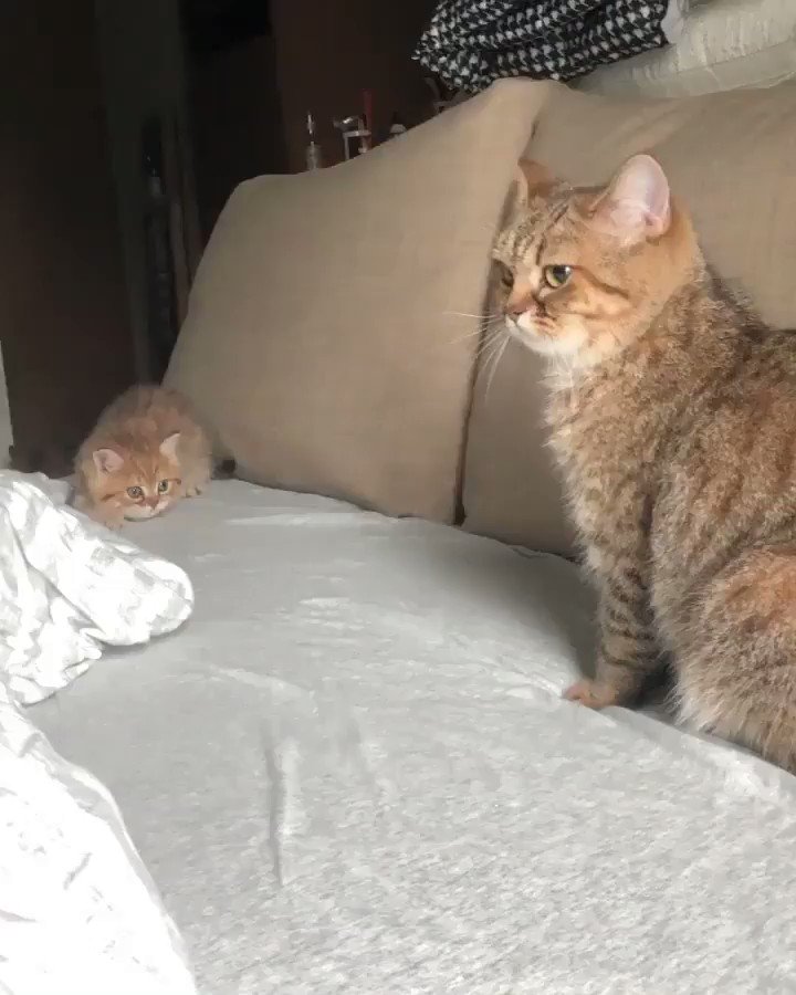 かまって攻撃が可愛すぎるｗｗどうしても遊んで欲しい子猫！