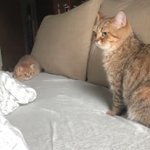 かまって攻撃が可愛すぎるwどうしても遊んで欲しい子猫!