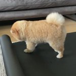 ヨガをする犬wしっかりマスターしている