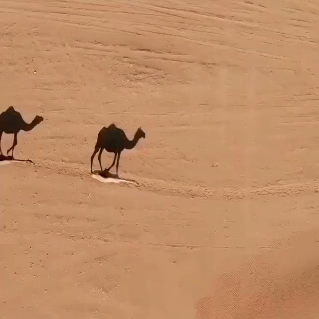 أتهوون التخييم؟ أتعشقون المغامرات انطلقوا في مغامرة جديدة بين الجبال . جميع المعدّات اللازمة لكم ستجدونها بمعرض المغامرات والتخييم من 24 إلى 28 نوفمبر 2020 في مركز #الذيد اكسبو
يومياً: من 11 صباحاً حتى 10 مساءً ويوم الجمعة من 3 ظهراً و حتى 10 مساءً
@ExpoCentreShj https://t.co/P87ZHrE5tW