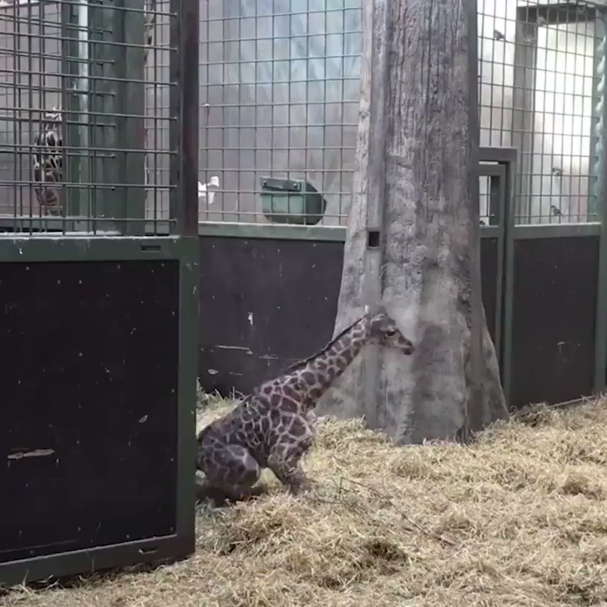 Fascinating on Twitter: "A baby giraffe learning how to walk. Video by