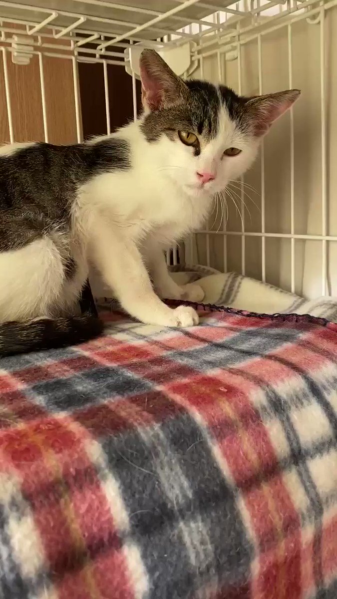 生後半年の野良猫が家猫になるまでの50日間 僕には えん を家猫として生涯幸せにする責任がある 2ページ目 5ページ中 Qjweb クイック ジャパン ウェブ