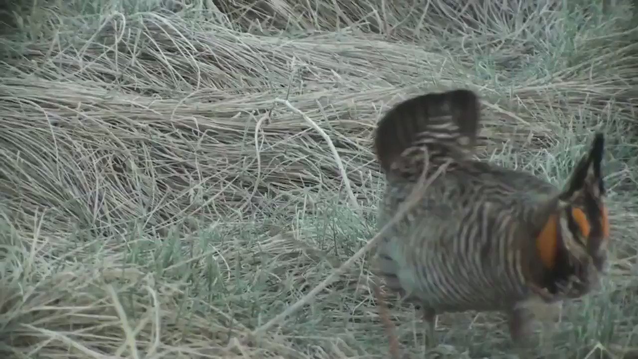 エピネシス 求愛するソウゲンライチョウ 耳のような長い羽毛を逆立て ウーウー という独特の鳴き声をあげながら地面を踏み 両側にあるオレンジ色の袋を膨らませてメスにアピールします Credit Worldbirds32 T Co Twnbrvmu1o Twitter