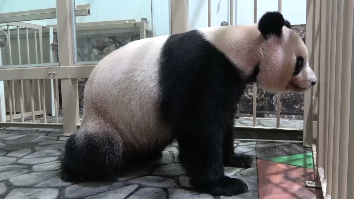 和歌山アドベンチャーワールドでジャイアントパンダの赤ちゃんが誕生！