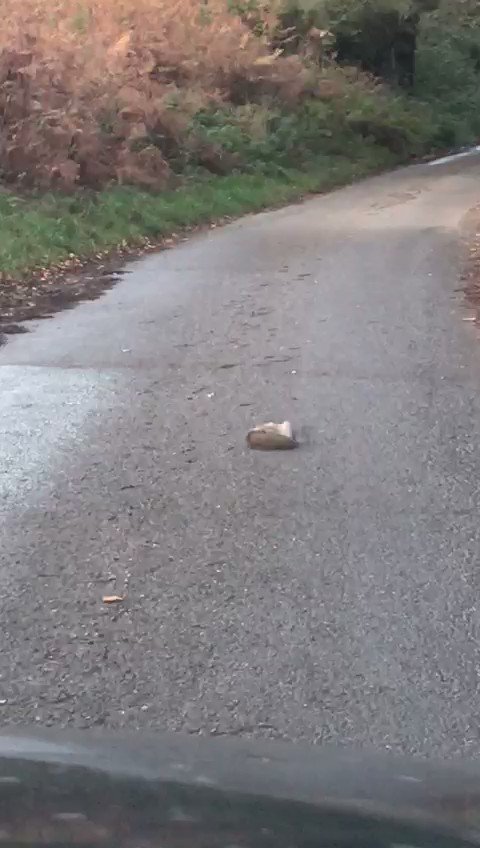 Filmed by one of our wildlife rangers on the way to the farm this morning- a Stoat predates on a grey squirrel #wildlife #circleoflife #stoat https://t.co/xPOadkO7CA