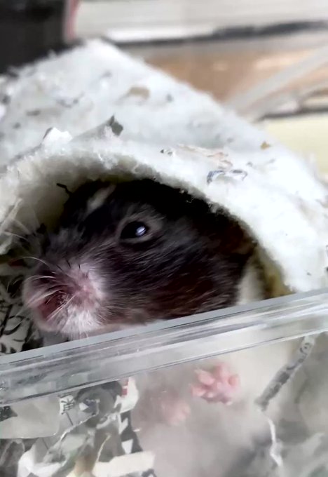 4cmeuxay19yztdeさんのイラスト一覧