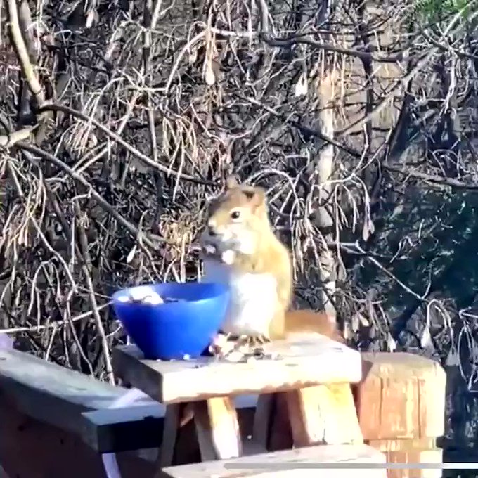 【悲報】発酵してお酒になった梨を食べちゃったリス、フラフラにのサムネイル画像
