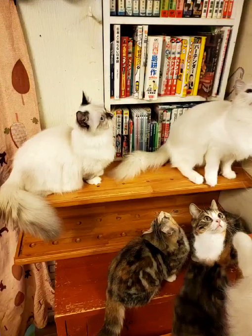 柏の猫カフェ猫の手 22nekote Page 4 Twilog 柏の猫カフェ猫の手 22nekote Page 4 Twilog