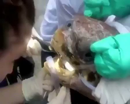 “Çöplerinizi Lütfen Denize Atmayın” deniz hayvanları o atılan çöpleri yutabiliyor. Yazık şu hayvanın çektiği eziyete bakın! https://t.co/APDif68efo
