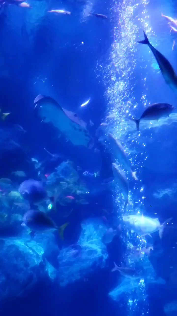 だんなたん すみだ水族館 小笠原大水槽 の尻尾の切れたエイくん この水槽には大きなエイが3匹以上いるみたいです スカイツリー ソラマチ T Co G1s3py7jtq Twitter だんなたん すみだ水族館 小笠原大水槽 の尻尾の切れたエイくん この水槽には大きなエイが3匹以上いるみたいです スカイツリー ソラマチ T Co G1s3py7jtq Twitter