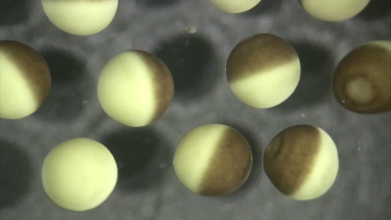 Richard Behringer on X: "Xenopus laevis during fertilization at 120x speed.  When fertilized, the eggs orient in the same direction. Like the @Pixar  lamp. @___SDB___ @the_Node" / X
