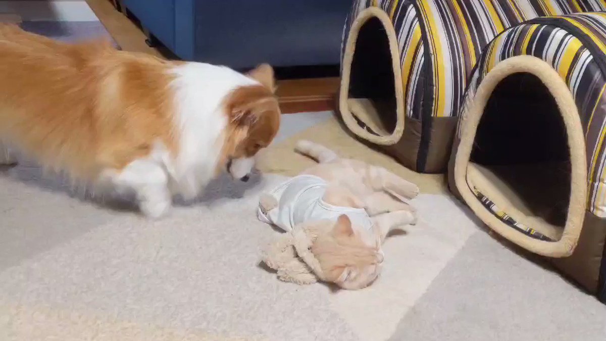 ボンボン付きの服を買った結果？常にボンボンを狙っているワンちゃんｗｗ