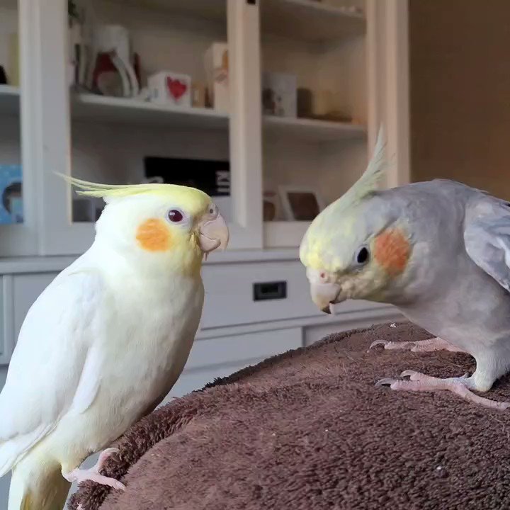 I play the "This Is Shakira" playlist each day on @Spotify for my cockatiels Dino and Jake. Dino recently picked up on one song in particular, can you guess which one? I'm such a proud birb dad 🥺😭❤️❤️ @shakira
#Cockatiel #Shakira #Spotify
https://t.co/C4ZsH3L4XG https://t.co/ZOxmJk9B8s