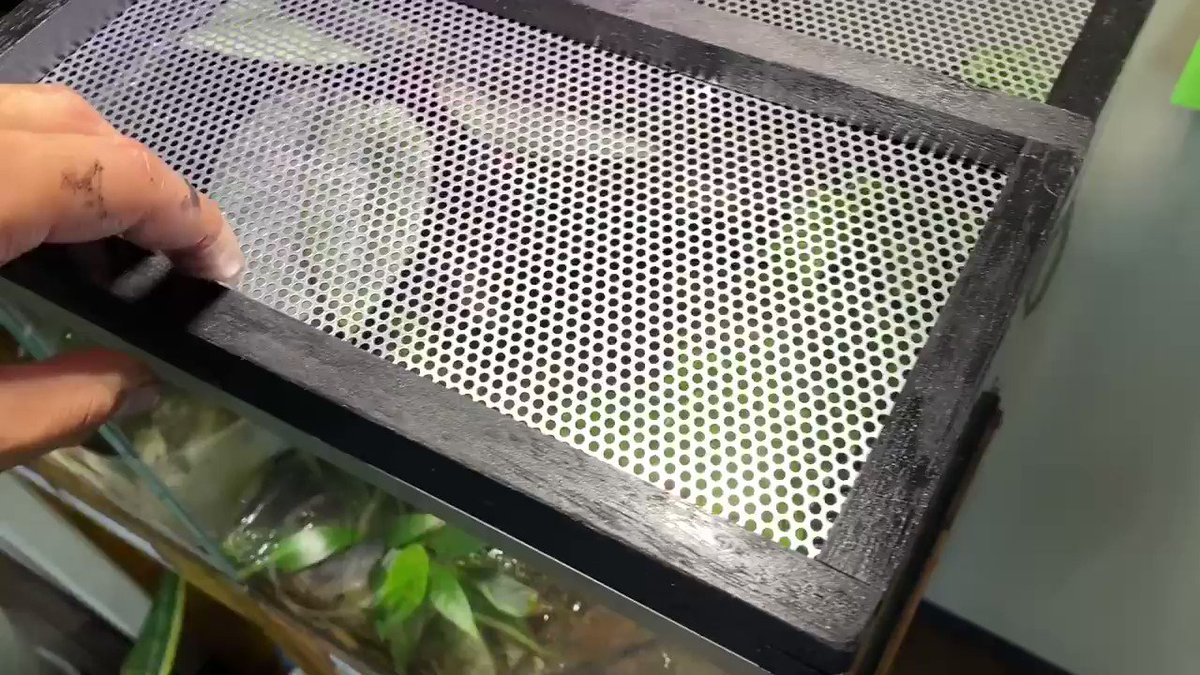 イモリウム 30cmキューブ水槽の蓋をdiyするぞ