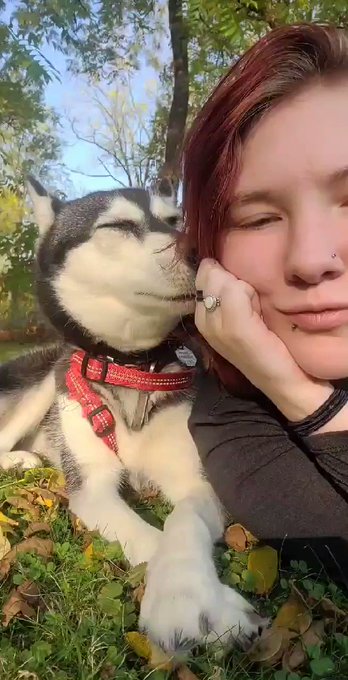 My child. #husky #dog #onlyfans #dogsoftwitter https://t.co/PCoe8VUFuo<a href="/tag/husky"class="tags">#husky</a><a href="/tag/dog"class="tags">#dog</a><a href="/tag/onlyfans"class="tags">#onlyfans</a><a href="/tag/dogsoftwitter"class="tags">#dogsoftwitter</a>