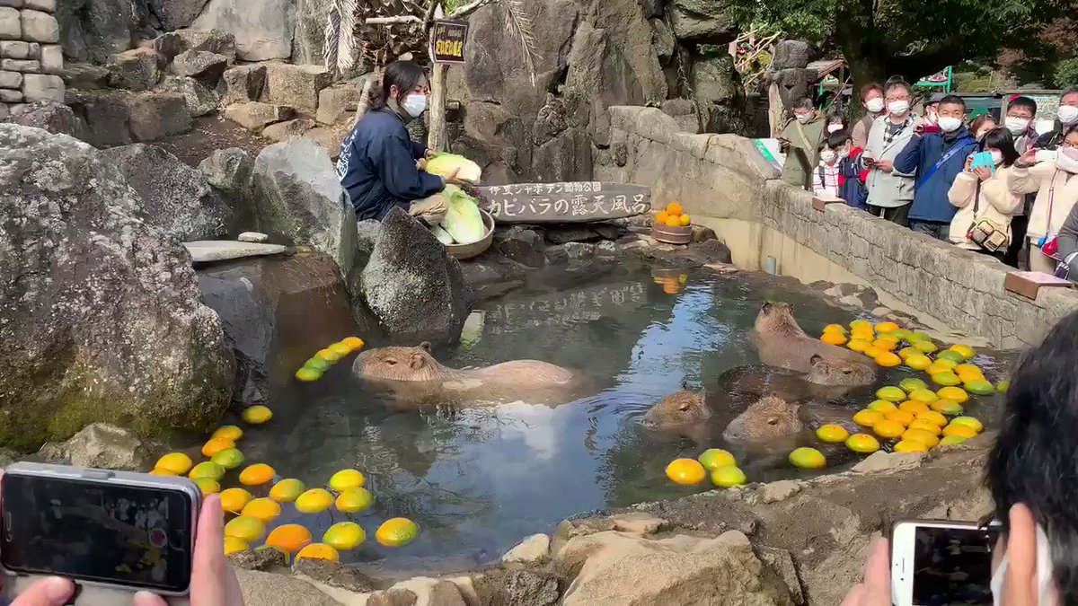カピバラの入浴シーン・入浴しながら白菜をもぐもぐ！
