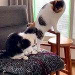 えっ？これケンカ？猫同士で撫で合ってるんじゃないの？w