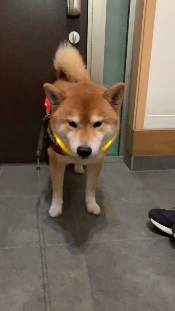 カラフルに光りながらお散歩する ゲーミング柴犬 が夜な夜な出没している模様 目も光るぜ Togetter
