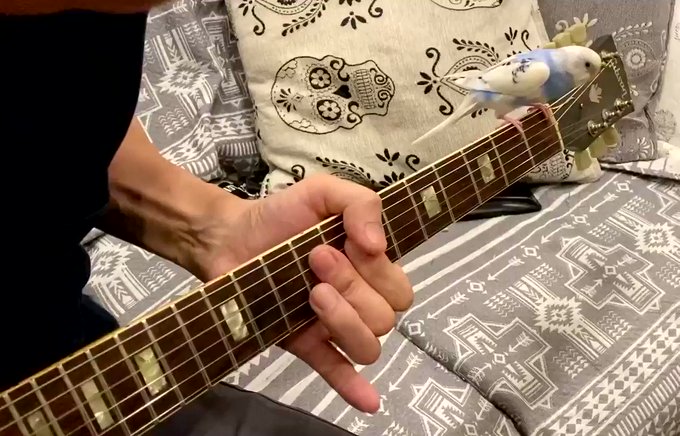 インコは人類の友！ギターに合わせて一緒に歌ってくれる可愛いお友達のサムネイル画像