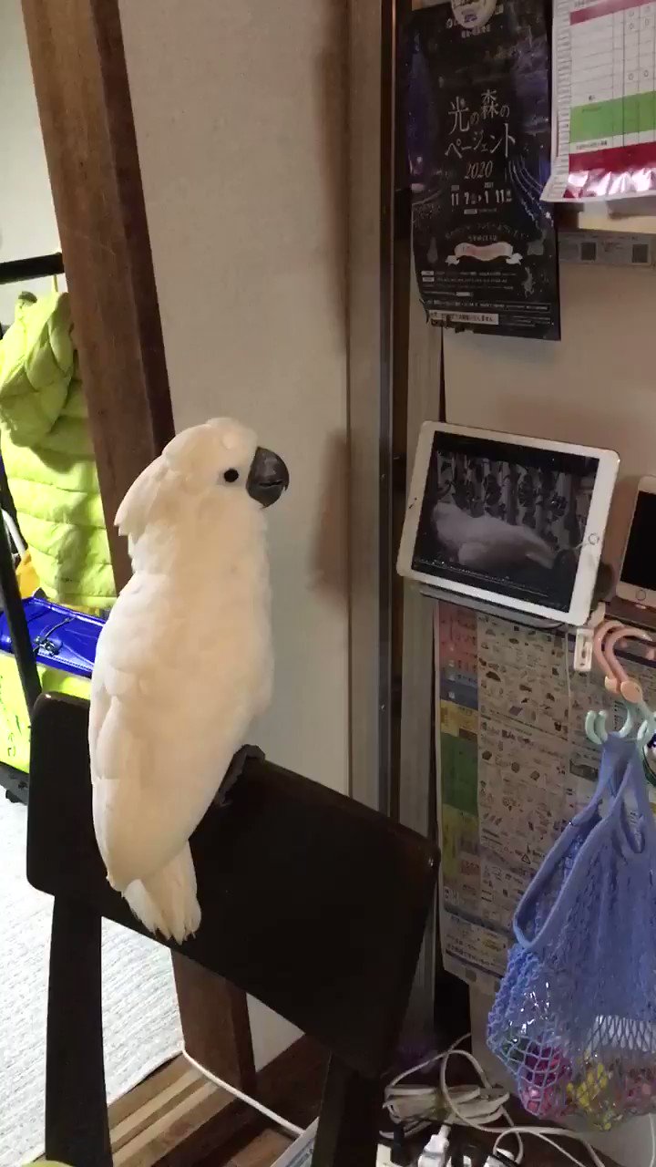 しろみmam Mam Twitter