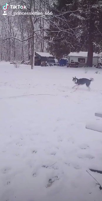 My baby is loving the outdoors today #husky #huskylife #huskymom https://t.co/lL0B3fNGJW<a href="/tag/husky"class="tags">#husky</a><a href="/tag/huskylife"class="tags">#huskylife</a><a href="/tag/huskymom"class="tags"><span>#huskymom</span></a>