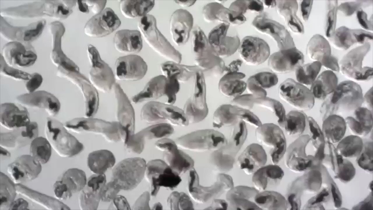 寄生虫トリプル 寄生虫トリプル