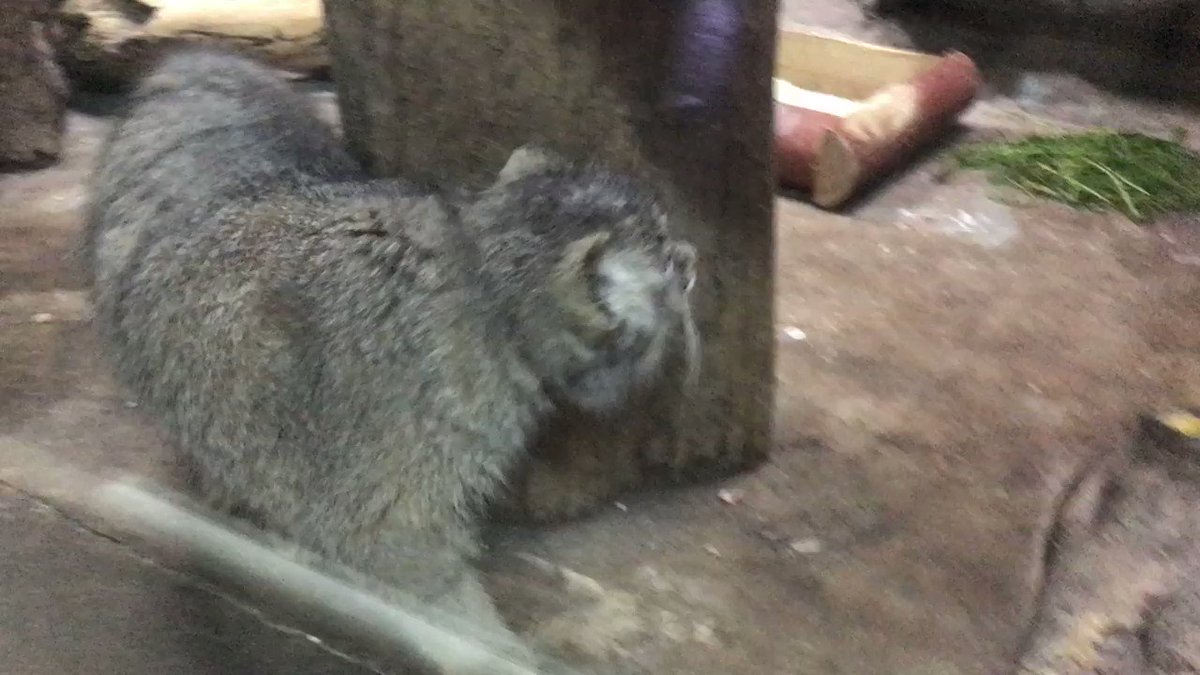 チーターの日だけどトラマヌル 動物zoo感ごっこ チーターの日だけどトラマヌル 動物zoo感ごっこ