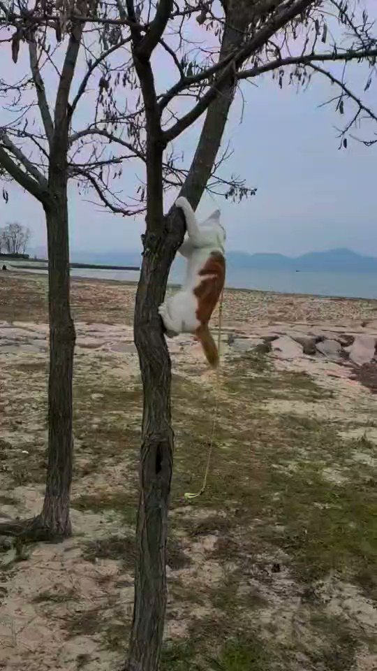 https://pbs.twimg.com/ext_tw_video_thumb/1334839965042106375/pu/img/_lOMgUDq-jCyfg4Y.jpg