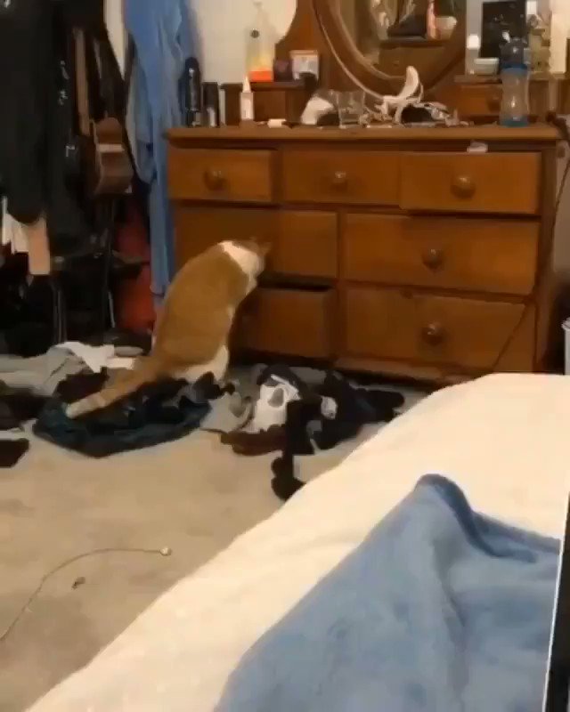 猫は頭がとれば体もとおるハズ…？ポッチャリ猫、侵入失敗！のサムネイル画像