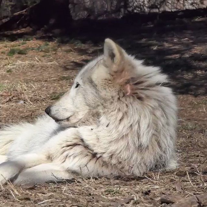 【動画あり】オオカミの遠吠えってどんな声？のサムネイル画像