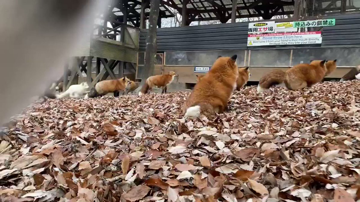 定休日のキツネ村の様子が可愛い…！モフモフの尻尾に視線が釘付けになる！！
