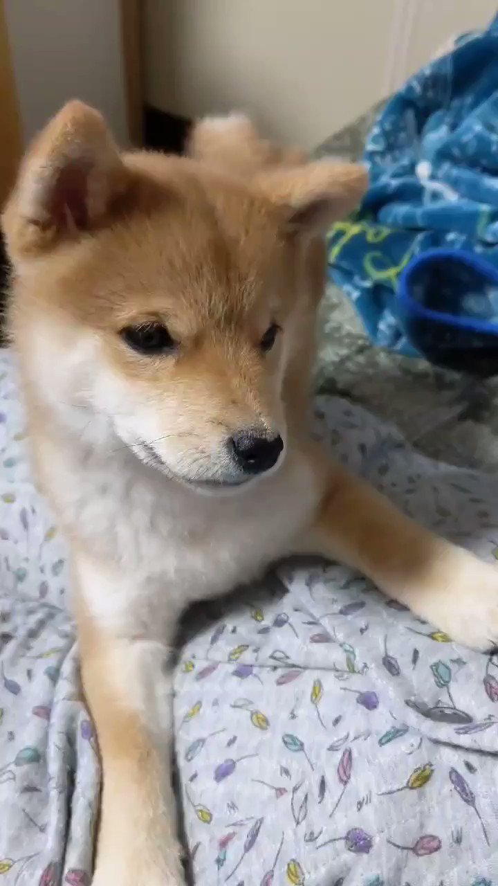 首かしげる犬 Twitter Search Twitter