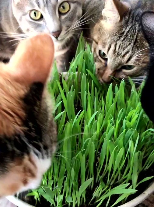 猫草のtwitterイラスト検索結果