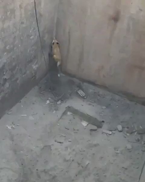 穴に落ちて大ピンチのキツネ、人間と力を合わせて脱出！のサムネイル画像