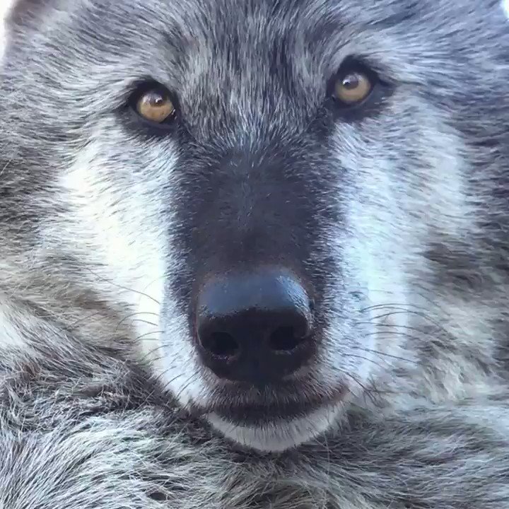 ф (Xagrada) / Twitter